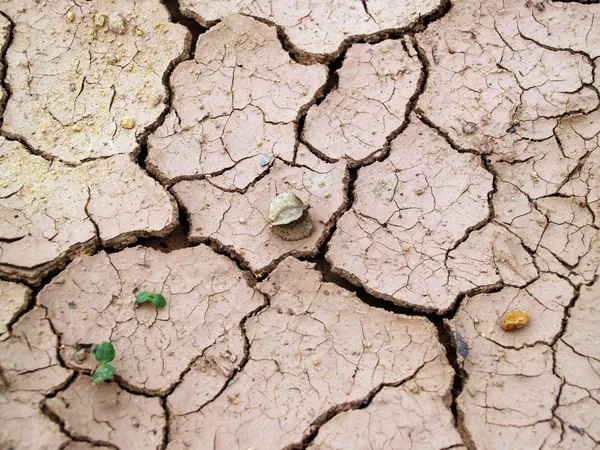 Dry clay soil split into deep shrinkage cracks